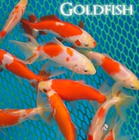 Goldfish