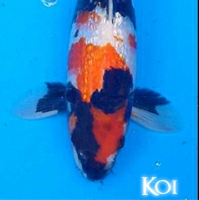 Standard Fin Koi